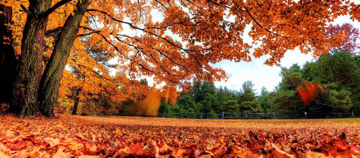 Como manter a qualidade do ar no outono?
