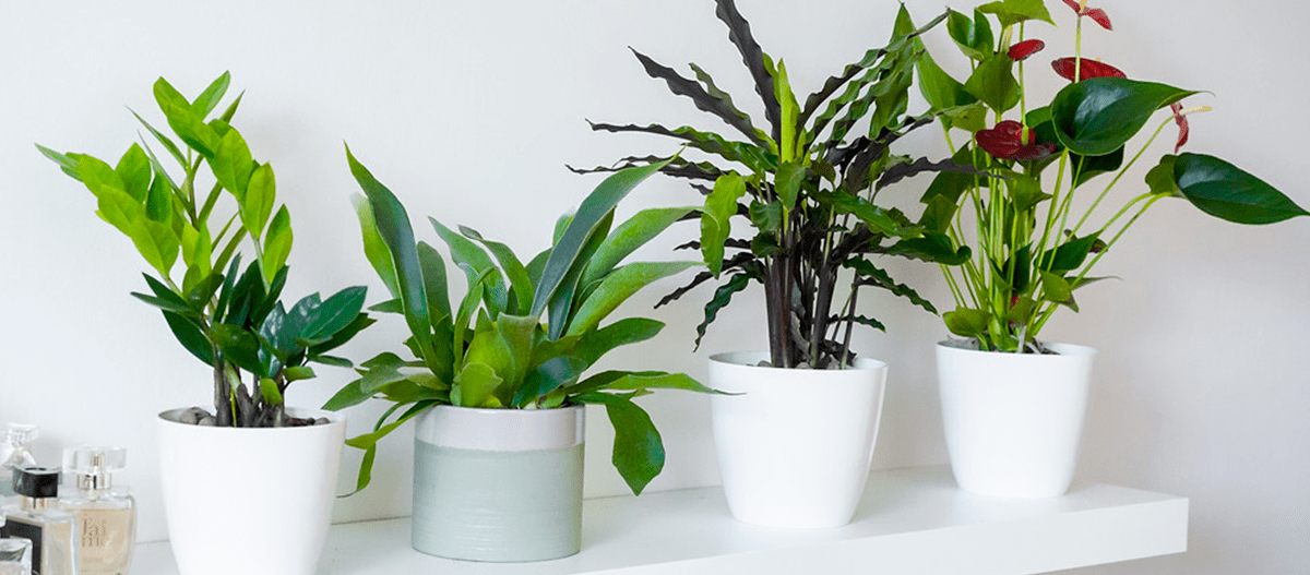 Plantas podem colaborar para a qualidade do ar interno 