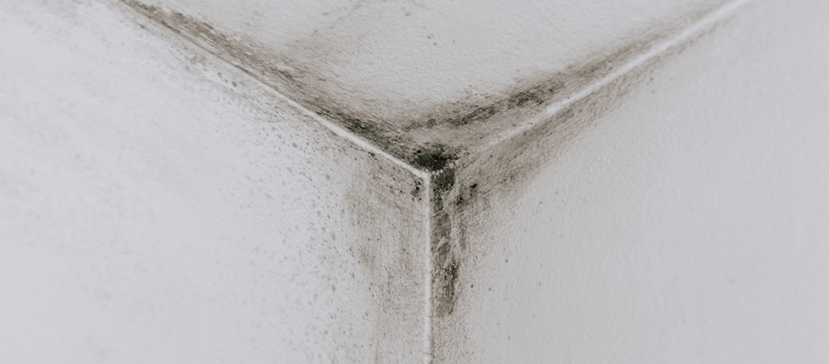 O que causa o mofo na parede?