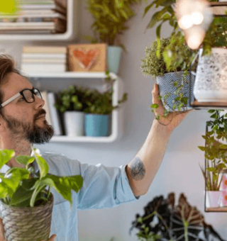 Post: Plantas podem colaborar para a qualidade do ar interno