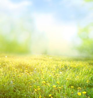 Post: Como a qualidade do ar na primavera afeta a saúde das pessoas?