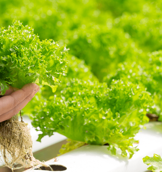 Post: HVAC para Agricultura Urbana: Climatização em hidroponia e aquaponia